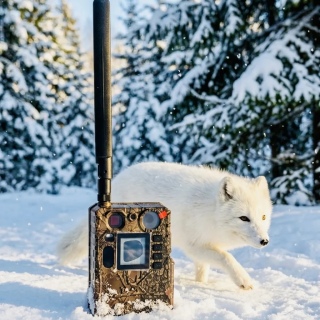 Почему выбор фотоловушки так важен?
